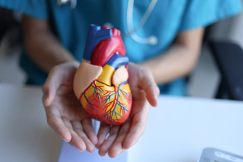 medic tine in maini un model anatomic al unei inimi